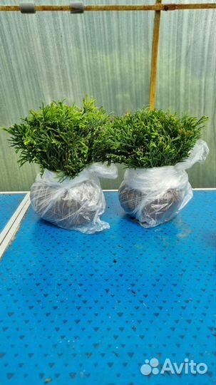 Черенки саженцы туи смарагд