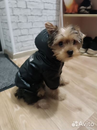 Одежда для собак мелких пород