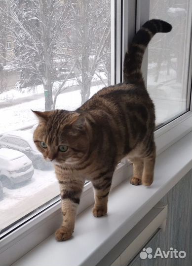 Вязка с шотландцем