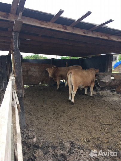 Быки шароле