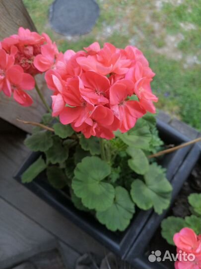 Пеларгония герань