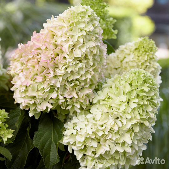 Мини метельчатые гортензии Литл Фреско, Литтл Альф