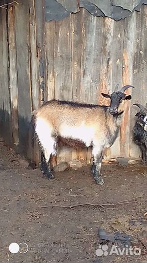 Козёл, козы