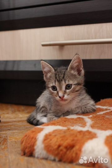 Котенок 2 месяца Мушка
