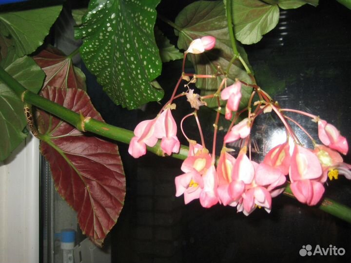 Ампельная бегония