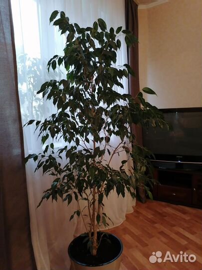 Фикус бенджамина