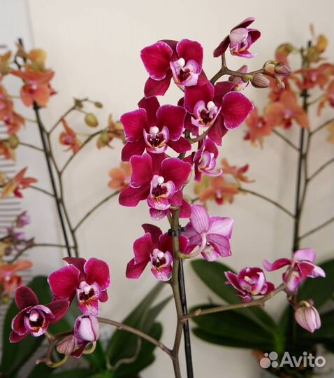 Орхидея phalaenopsis Cranberry cha cha