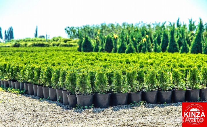 Туя смарагд