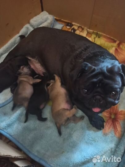 Щенки мопса