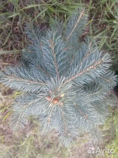 Ель голубая от 50см до 2метров