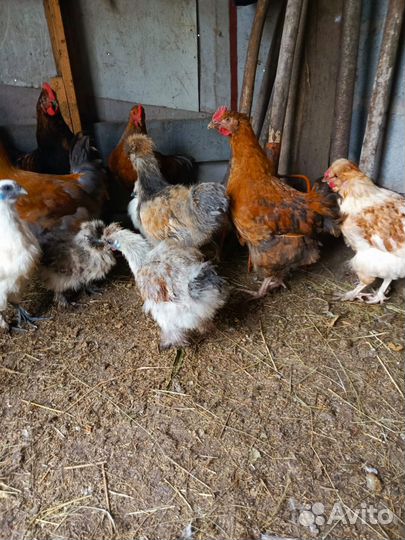 Куры молодки