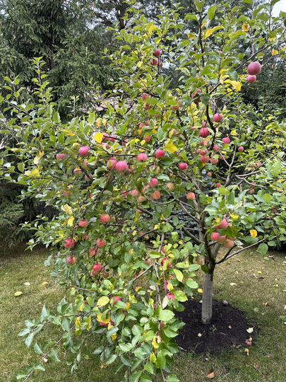 Дом 310 м² на участке 8 сот.