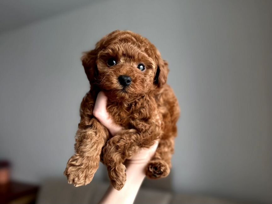 Maltipoo mini