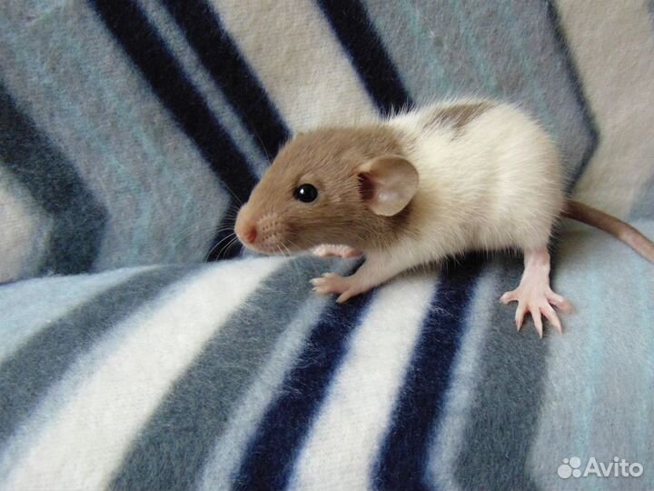 Крысята дамбо, микки - маусы - клетки, гамак