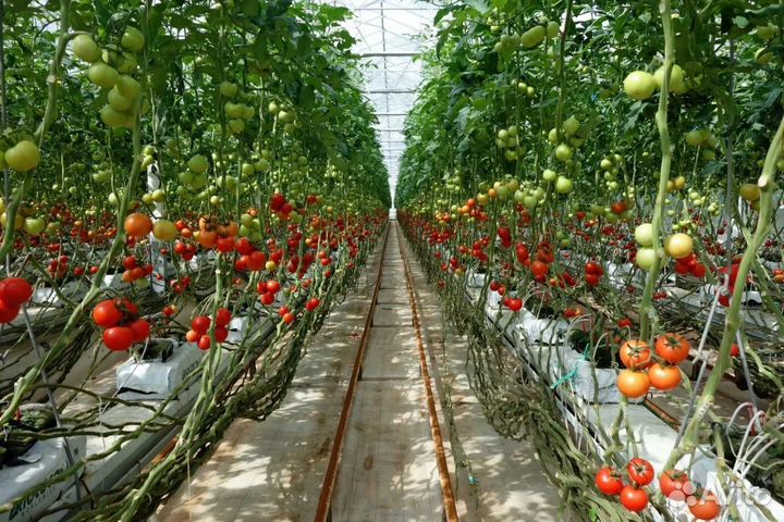 Продажа тепличного комплекса