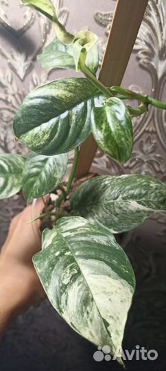 Эпипремнум