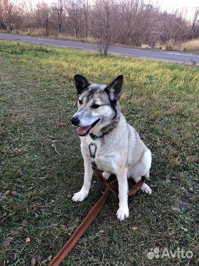 Лайка из приюта ищет дом