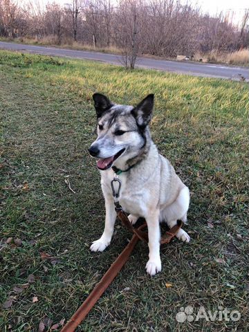 Лайка из приюта ищет дом