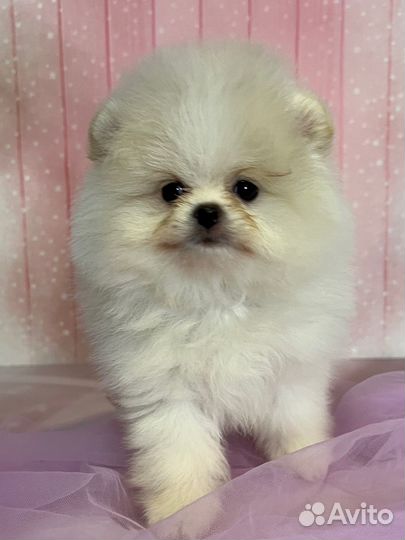 Померанский шпиц девочка