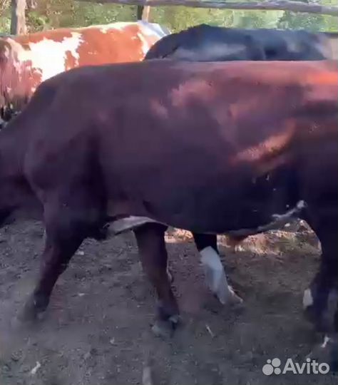 Быки живым весом на докорм