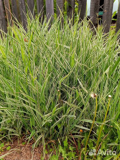 Многолетники(Обмен)