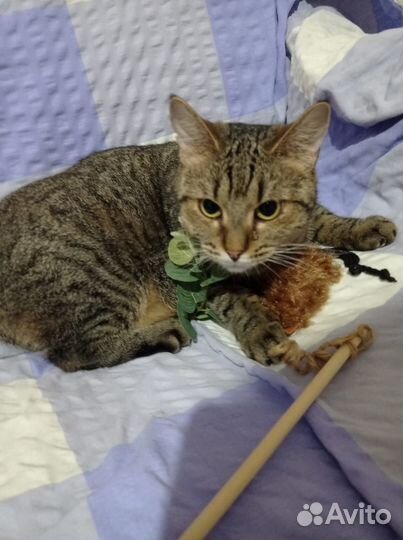 Кошки