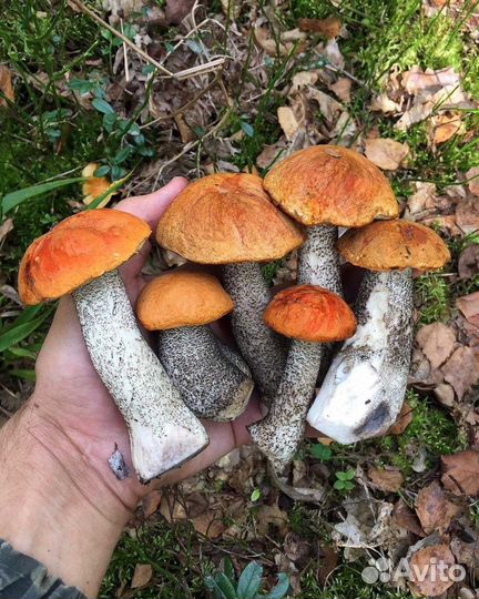 Грибы замороженные