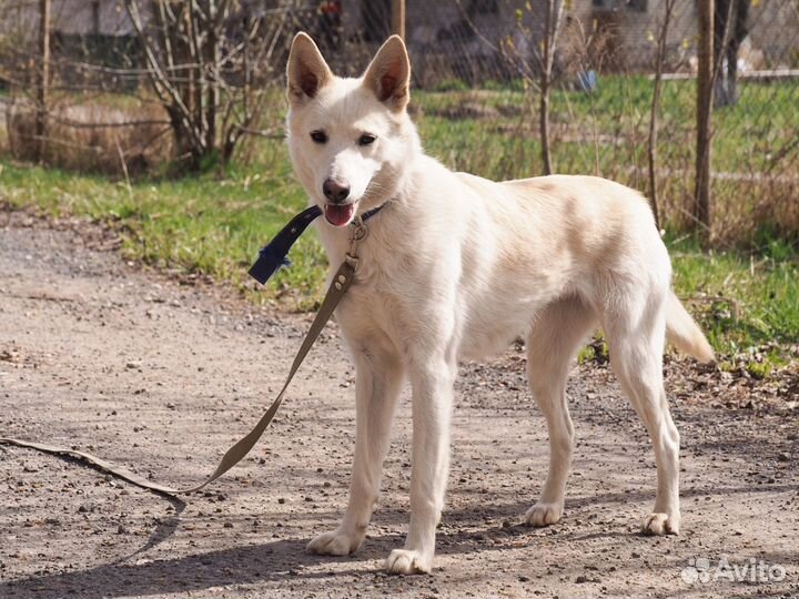 Собака Люба