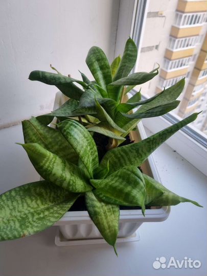 Сансевиерия