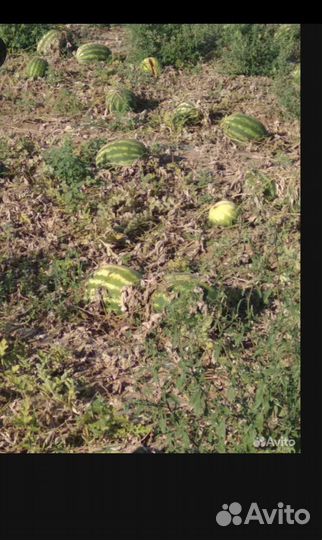 Семена арбуза Каристан. Атаман. Барака. Продюсер