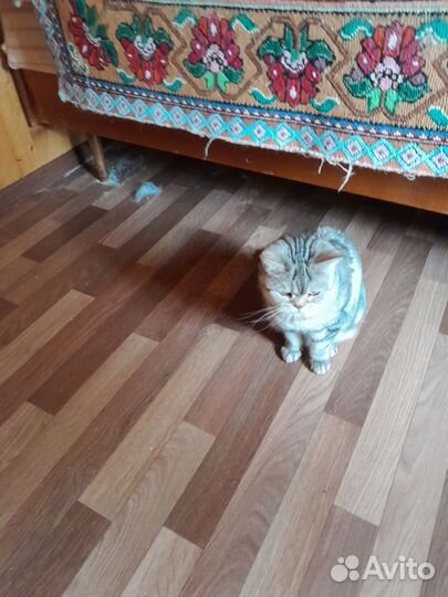 Шотландская прямоухая кошка