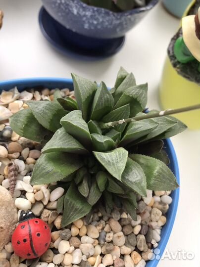 Кактусы и суккуленты