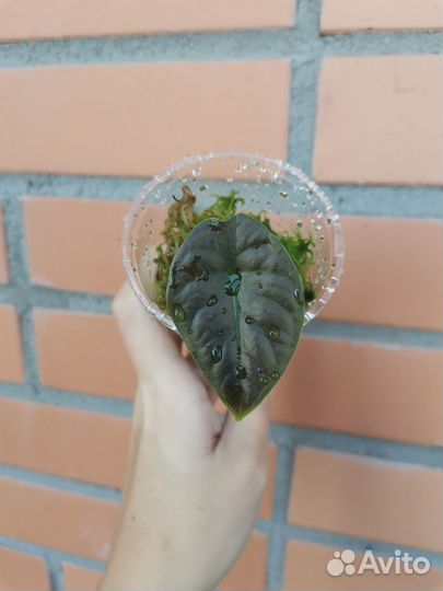 Алоказия Инферналис