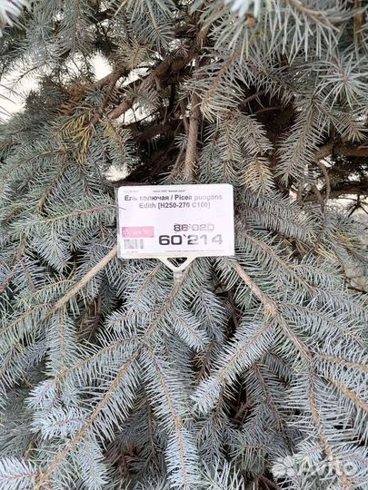 Ель голубая