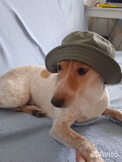 Ищу нового хозяина для собачки