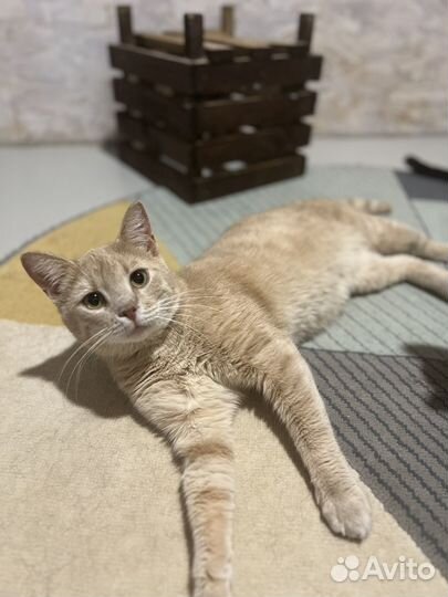 Персиковый кот бесплатно