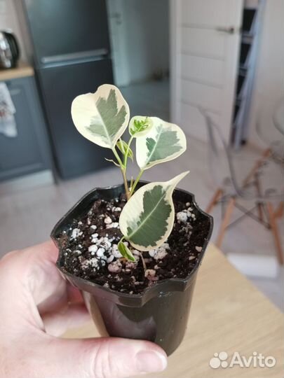 Фикус Твайлайт, Вианди, Циатистипула, Религиоза