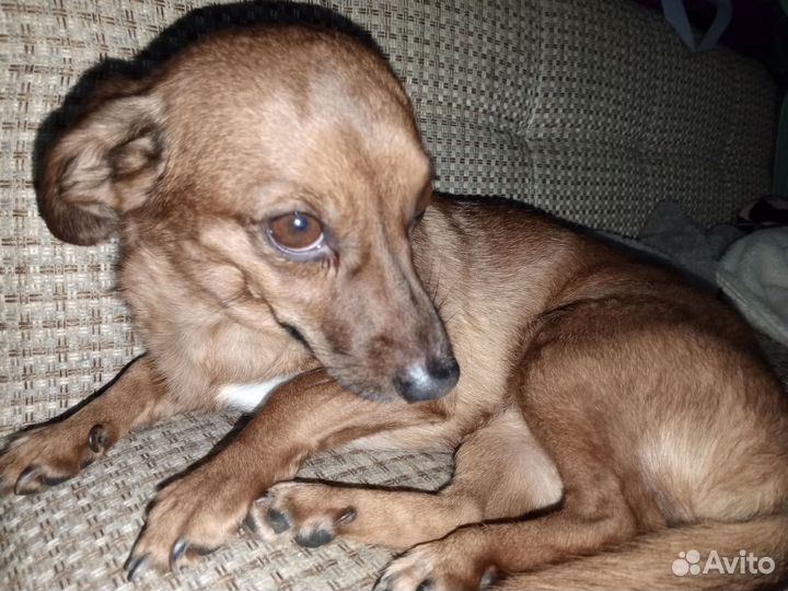 Отдам собаку в добрые руки