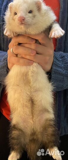 Вязка хорька