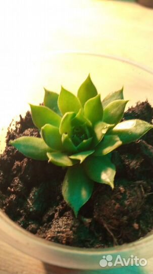 Молодило каменная роза (род суккулент)