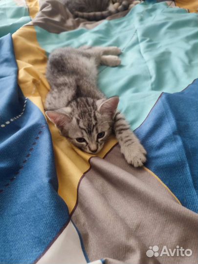 Котенок в добрые руки