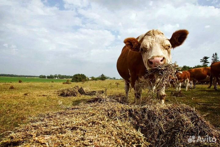 Сено в рулонах сено с доставкой