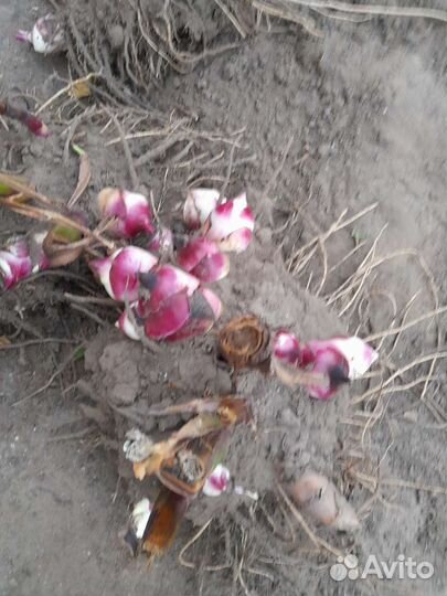 Цветы канны