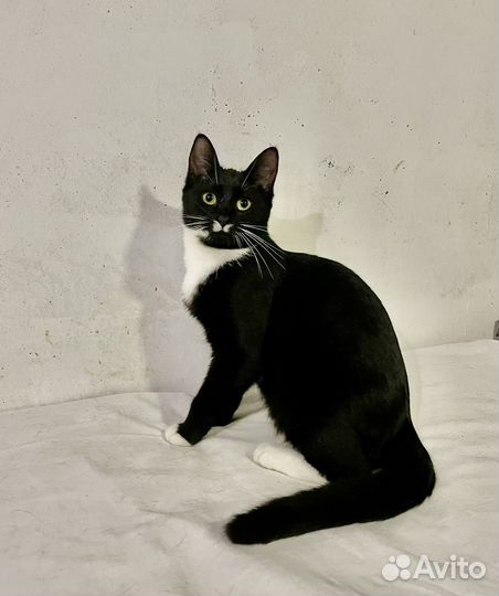 Кошка в добрые руки