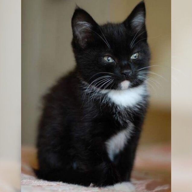 Котёнок в добрые руки