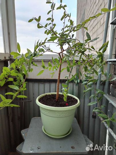 Карликовый гранат