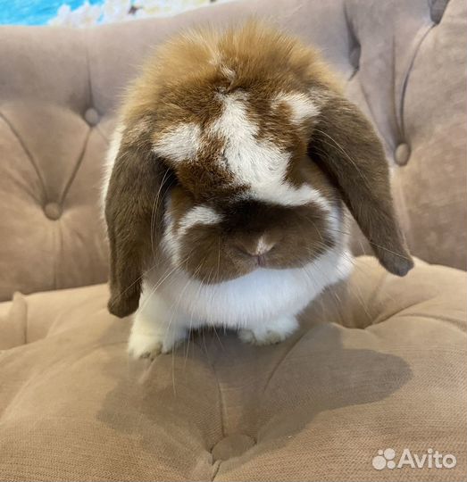 Декоративный вислоухий кролик MiniatureLop