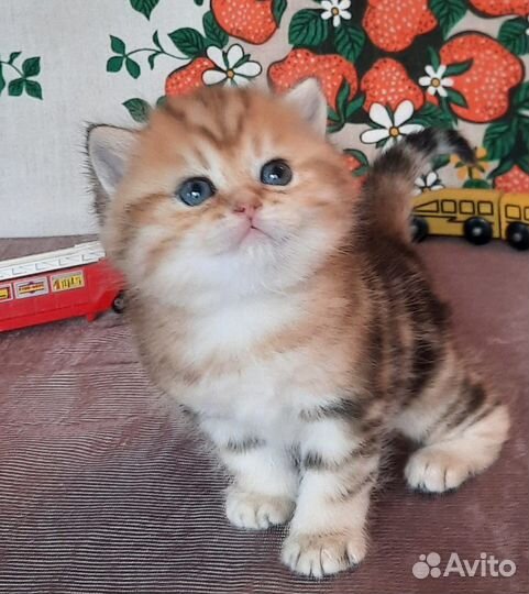 Золотые мраморные британские котята