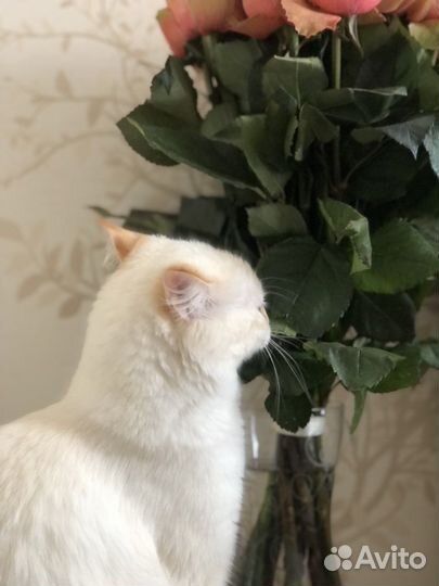 Кошечка в добрые руки