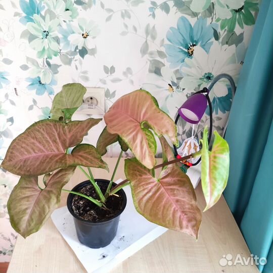 Комнатные цветы фикус тинеке, монстера манки